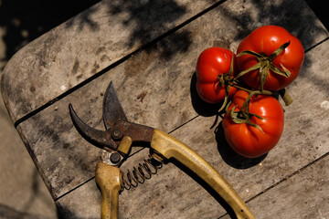 Red tomatoes and old garden secateurs on an old wooden board.