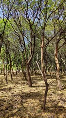 Forest of neem tree in a wild area. 