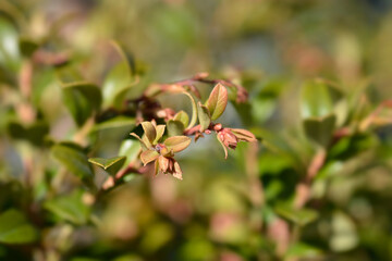 Lingonberry Fireballs