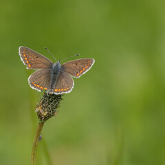 Fototapeta na wymiar Argus Brown Butterfly on a leaf