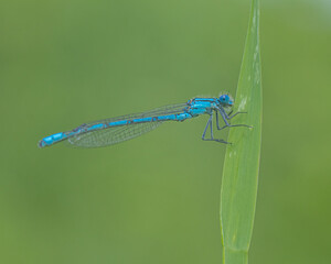 Common Blue Damselfly