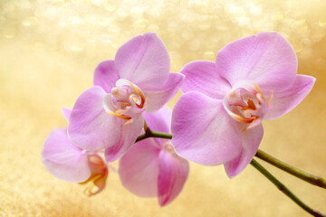 Naklejka na ściany i meble A branch of purple orchids on a shiny gold background.