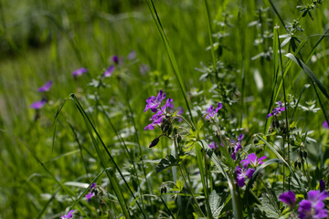 flowers in the meadow