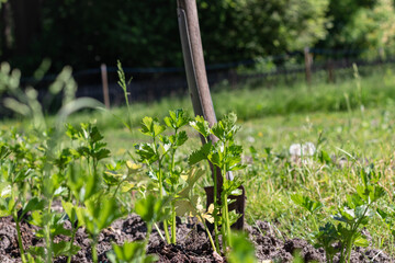 grass in the garden
