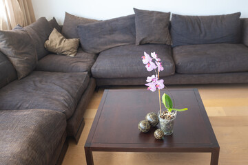 Indoor plant orchid in the interior. Modern brown sofa in a spacious apartment.