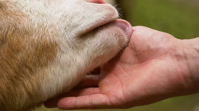 goat licks hand