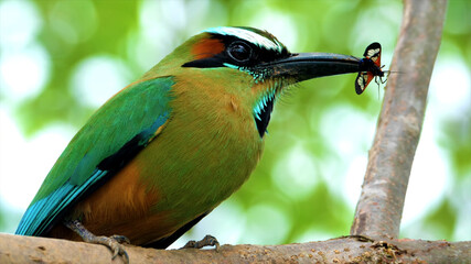 kingfisher on a branch