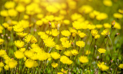 Fototapeta premium Yellow dandelions blooming on grass background 