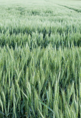 Green wheat field. Green background with wheat. Young green wheat seedlings growing on a field. Agricultural field on which grow immature young cereals, wheat