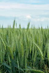 Green wheat field. Green background with wheat. Young green wheat seedlings growing on a field. Agricultural field on which grow immature young cereals, wheat