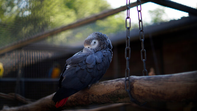 Parot