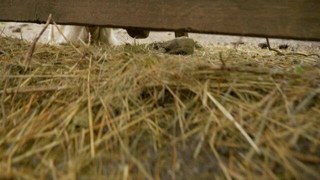 grass on a farm