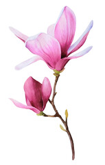 The picturesque pink magnolia branch hand drawn in watercolor isolated on a white background. Watercolor illustration. Floral watercolor illustration. Floral element

