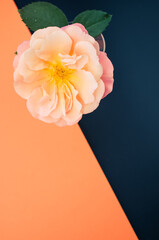 pink orange rose flower in vase