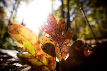 An autumn oak leaf in the sun