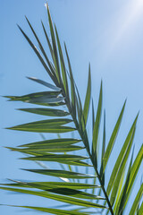 Deep green palm leaf against a clear blue sky with sunshine flare