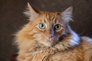 Naklejka premium retrato de gato