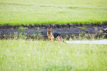 dog running in the meadow