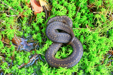 snake viper in the swamp, reptile in the wild, poisonous dangerous animal, wildlife