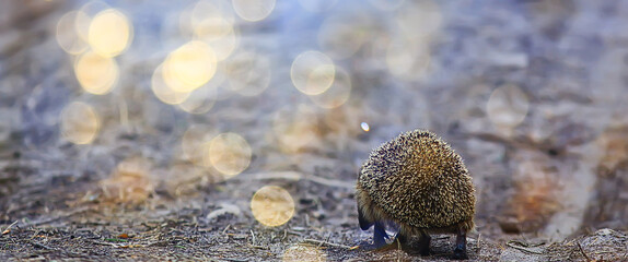 animal wild in nature hedgehog in the forest, european hedgehog runs © kichigin19