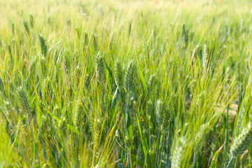 detail of wheat ears in a wheat field