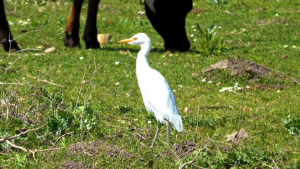 Obraz premium stork is walking on the grass