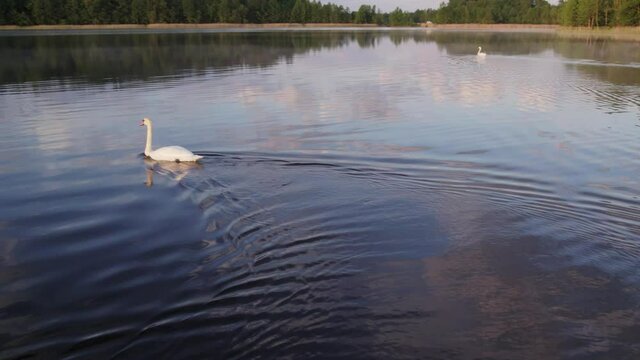a couple of White swans floating on the lake at evening before sundown, golden hour, sky reflect in water, 4k aerial panorama, bird chaising tracking footage