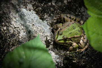 une grenouille verte au soleil. 