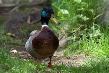 Obraz premium Canard colvert sous la lumière.