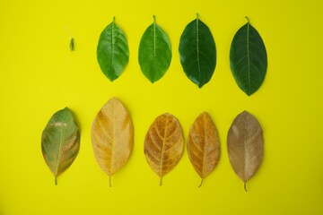 Obraz premium Jackfruit leaves are called from young shoots to old leaves on yellow background