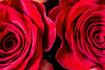 Roses close-up