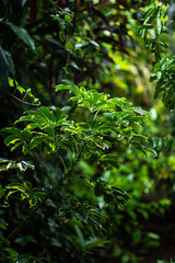 Obraz premium Planta
