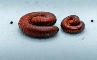 Two millipedes curled on a white background.