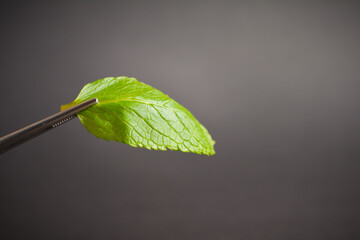 Fresh mint leaf hold in tweezers. Green herb on dark background. Copy space image. Macro shot. Kitchen still life 
