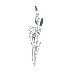 The flower iris is one line. Vector illustration