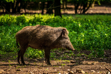Wild boar in the natural forest