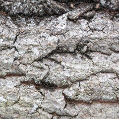 tree bark texture