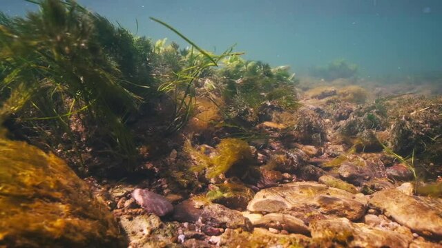 Underwater view of the rapid river with green weed waving in the stream