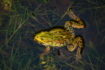 Calling pond frog in the water