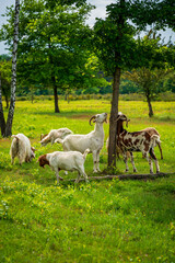 Fototapeta premium Goats grazing on the heath