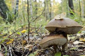 mushroom in the forest