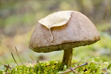 White mushroom and leaves autumn time.