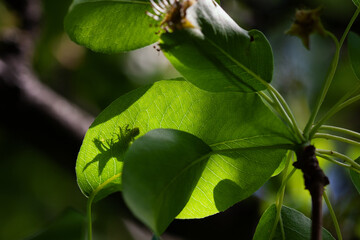Silhouette of a pear ovary on a leaf