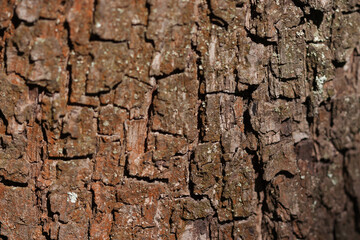 Bark of an old pear tree