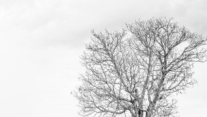 A dry tree with no leaves that does not grow. - Powered by Adobe