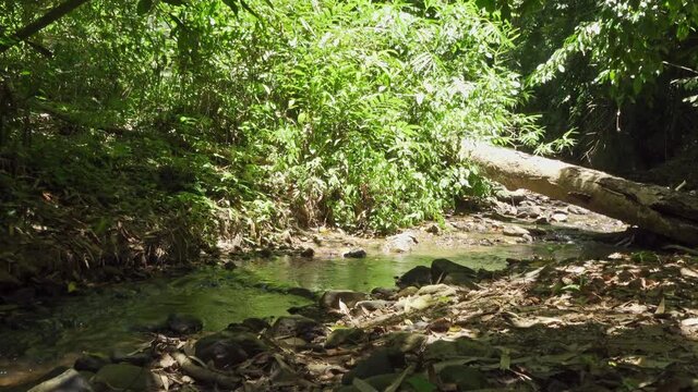 Slide right to left along a jungle stream from bright sunlight to dark shade under bamboo. Filmed in Kaeng Krachan National Park, Thailand.