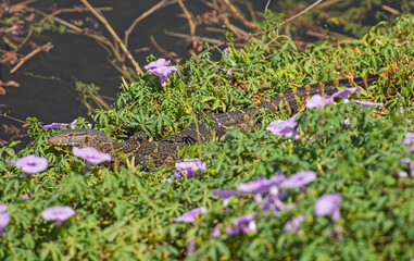 Nile monitor lizard hiding in grass reeds by river bank