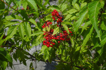 Sambuco montano (Sambucus racemosa) con bacche rosse,ramo in primo piano
