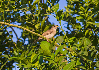 House sparrow perched on branch in tree