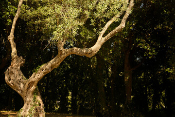 gnarled old olive tree with dark background and space for text